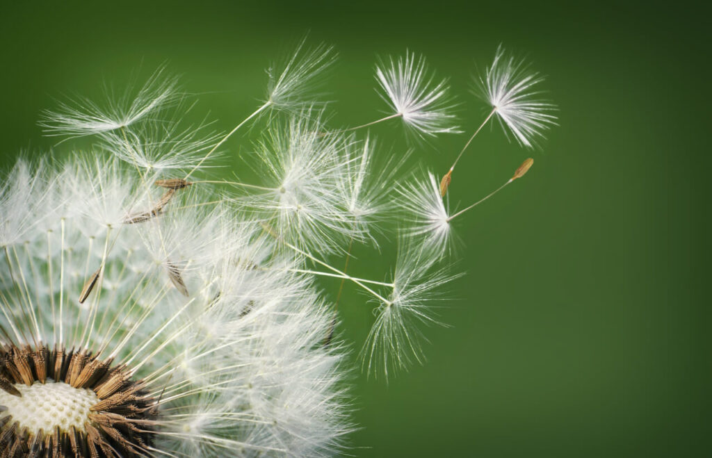 A dandelion flower releases its seeds.